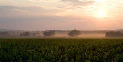 Chateau Labegorce Weinberge